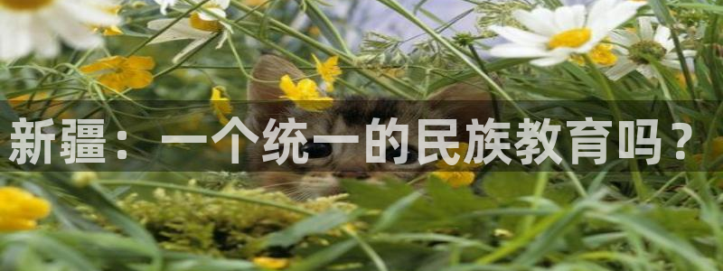 新航娱乐最新产品发布：新疆：一个统一的民族教育吗？